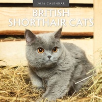 British Shorthair Cats - 2026 Red Robin Square Wall Calendar Monthly Planner