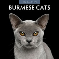 Burmese Cats - 2026 Red Robin Square Wall Calendar Monthly Planner
