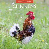 Chickens - 2026 Red Robin Square Wall Calendar Monthly Planner