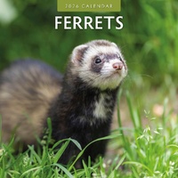 Ferrets - 2026 Red Robin Square Wall Calendar Monthly Planner