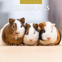 Guinea Pigs  - 2026 Red Robin Square Wall Calendar Monthly Planner