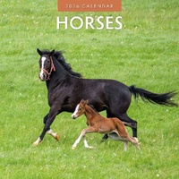 Horses - 2026 Red Robin Square Wall Calendar Monthly Planner