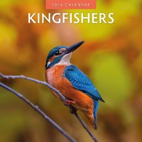 Kingfishers - 2026 Red Robin Square Wall Calendar Monthly Planner