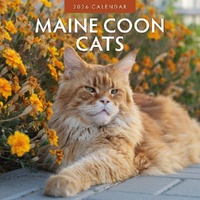 Maine Coon Cats - 2026 Red Robin Square Wall Calendar Monthly Planner