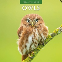 Owls  - 2026 Red Robin Square Wall Calendar Monthly Planner