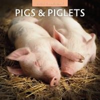 Pigs & Piglets - 2026 Red Robin Square Wall Calendar Monthly Planner