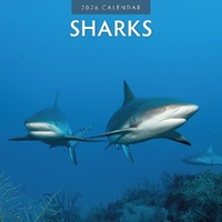 Sharks - 2026 Red Robin Square Wall Calendar Monthly Planner