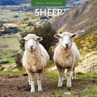 Sheep - 2026 Red Robin Square Wall Calendar Monthly Planner