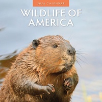 Wildlife of America - 2026 Red Robin Square Wall Calendar Monthly Planner