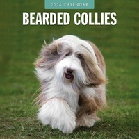 Bearded Collies - 2026 Red Robin Square Wall Calendar Monthly Planner