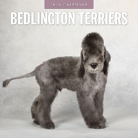 Bedlington Terriers - 2026 Red Robin Square Wall Calendar Monthly Planner