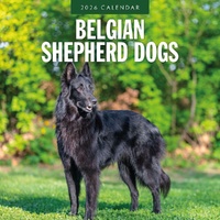 Belgian Shepherd Dogs - 2026 Red Robin Square Wall Calendar Monthly Planner