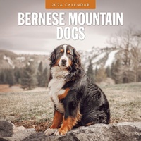 Bernese Mountain Dogs - 2026 Red Robin Square Wall Calendar Monthly Planner