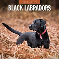 Black Labradors - 2026 Red Robin Square Wall Calendar Monthly Planner