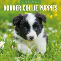 Border Collie Puppies - 2026 Red Robin Square Wall Calendar Monthly Planner