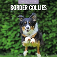 Border Collies - 2026 Red Robin Square Wall Calendar Monthly Planner