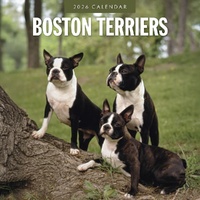 Boston Terriers - 2026 Red Robin Square Wall Calendar Monthly Planner