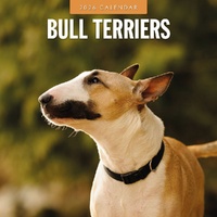 Bull Terriers - 2026 Red Robin Square Wall Calendar Monthly Planner