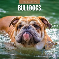 Bulldogs - 2026 Red Robin Square Wall Calendar Monthly Planner