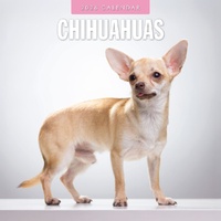 Chihuahuas - 2026 Red Robin Square Wall Calendar Monthly Planner