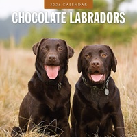 Chocolate Labradors - 2026 Red Robin Square Wall Calendar Monthly Planner