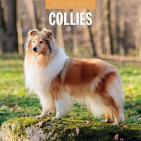 Collies - 2026 Red Robin Square Wall Calendar Monthly Planner