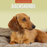 Dachshunds - 2026 Red Robin Square Wall Calendar Monthly Planner