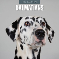 Dalmatians - 2026 Red Robin Square Wall Calendar Monthly Planner