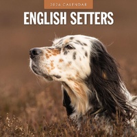 English Setters - 2026 Red Robin Square Wall Calendar Monthly Planner