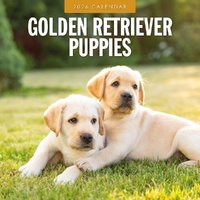 Golden Retriever Puppies - 2026 Red Robin Square Wall Calendar Monthly Planner