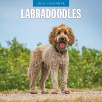 Labradoodles - 2026 Red Robin Square Wall Calendar Monthly Planner