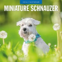 Miniature Schnauzer  - 2026 Red Robin Square Wall Calendar Monthly Planner
