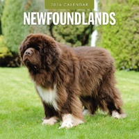 Newfoundlands - 2026 Red Robin Square Wall Calendar Monthly Planner