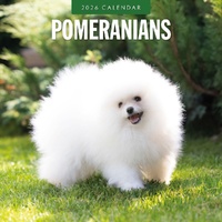 Pomeranians - 2026 Red Robin Square Wall Calendar Monthly Planner