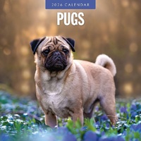 Pugs - 2026 Red Robin Square Wall Calendar Monthly Planner