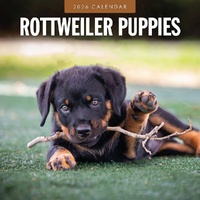 Rottweiler Puppies - 2026 Red Robin Square Wall Calendar Monthly Planner