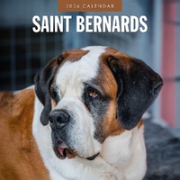 Saint Bernards - 2026 Red Robin Square Wall Calendar Monthly Planner