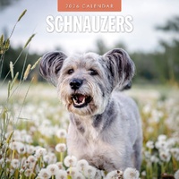 Schnauzer - 2026 Red Robin Square Wall Calendar Monthly Planner