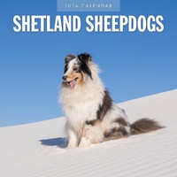 Shetland Sheepdogs - 2026 Red Robin Square Wall Calendar Monthly Planner
