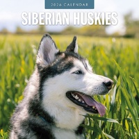 Siberian Huskies - 2026 Red Robin Square Wall Calendar Monthly Planner