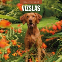 Vizslas - 2026 Red Robin Square Wall Calendar Monthly Planner