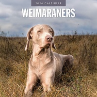 Weimaraners - 2026 Red Robin Square Wall Calendar Monthly Planner