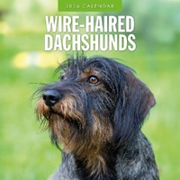 Wire-haired Dachshunds - 2026 Red Robin Square Wall Calendar Monthly Planner