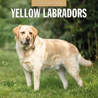 Yellow Labrador - 2026 Red Robin Square Wall Calendar Monthly Planner