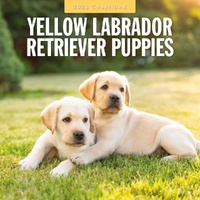 Yellow Labrador Retriever Puppies - 2026 Red Robin Square Wall Calendar Planner