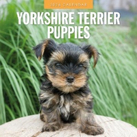 Yorkshire Terrier Puppies - 2026 Red Robin Square Wall Calendar Monthly Planner