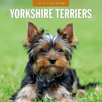 Yorkshire Terriers - 2026 Red Robin Square Wall Calendar Monthly Planner