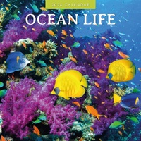 Ocean Life - 2026 Red Robin Square Wall Calendar Monthly Planner