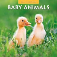 Baby Animals - 2027 Red Robin Square Wall Calendar Monthly Planner