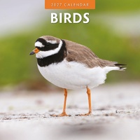 Birds - 2027 Red Robin Square Wall Calendar Monthly Planner